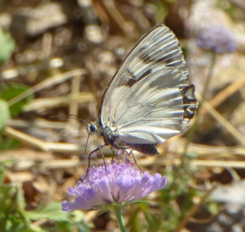Melanargia Galathea Femmina forma Leucomelas Esper